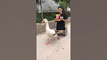 البطة البطة البطة Duck Duck 