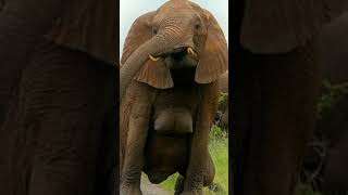 Cara Gajah Menyusui Anaknya Sumatera