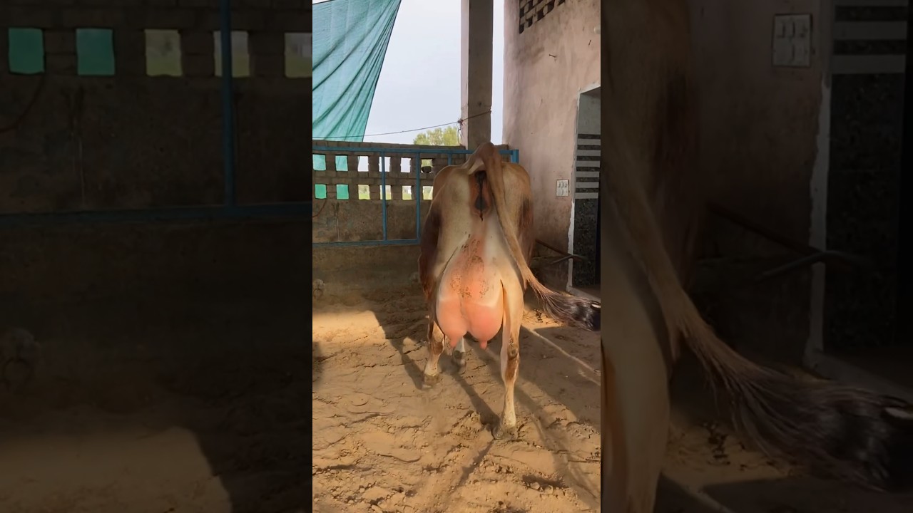 Extraordinary Udder Quality Jersey Cows