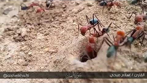 قالت نملة يا أيها النمل ادخلوا مساكنكم بصوت القارئ اسلام صبحي