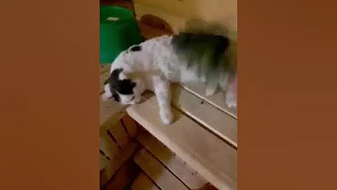 Кот в бане!