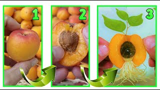 APRICOTS, amazing! give birth to a seedling with the 'FARMER TRUCK' in 10 days, FREE from the seed