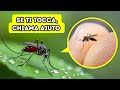 Gli insetti più spaventosi del mondo + Altre sorprese naturali da cui devi fuggire