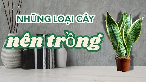 Các loại cây nên trồng trong nhà - Sức khỏe và phong thủy #caycanh #cayphongthuy