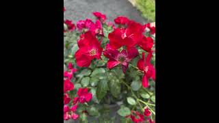 #ASMR #NatureASMR #NatureSounds #Relax #FloridaNature #Ambient #Peaceful #Zen #shorts #sleep #life