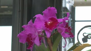 Behind the Scenes of Longwood's Orchid House