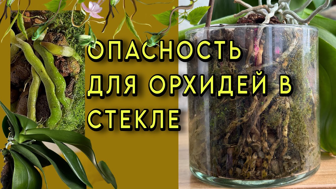 2 литра ЗАМОРОЖЕННЫХ КОРНЕЙ орхидей😭