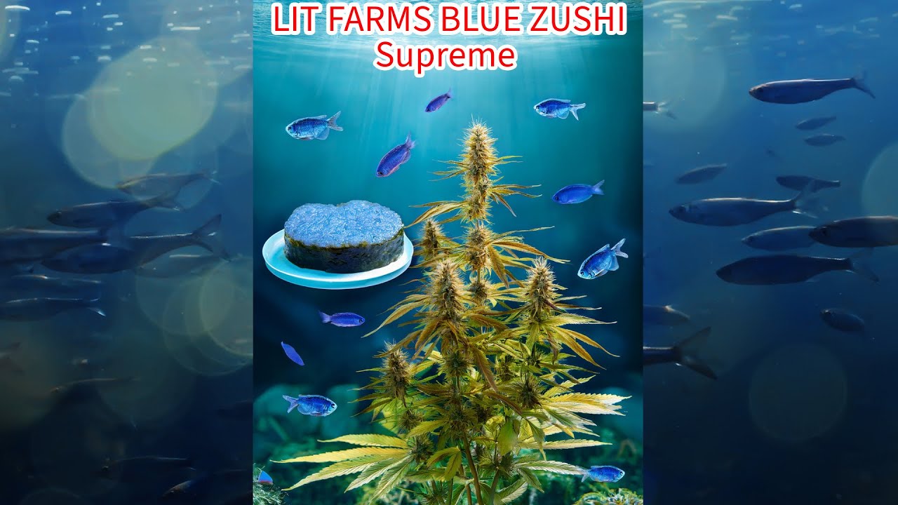 Lit farms Blue ZUSHI supreme