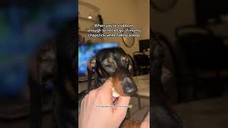 Dachshund Refuses To Let Go Of Owner's Chapstick While Falling Asleep - 1500051