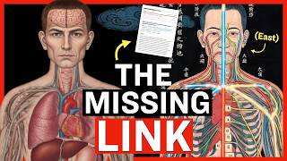 Researchers Discover New Circulation System Between Human Organs