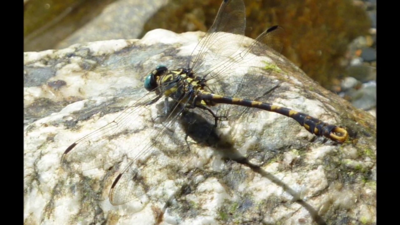 Libélulas y caballitos del diablo © Sandra Romeu García