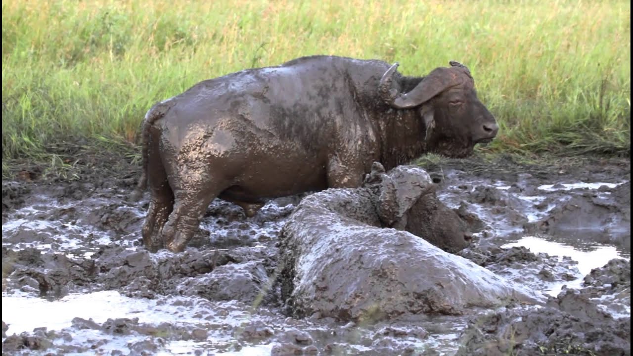 Buffalo Mud-bath, Hluhluwe-Imfolozi Game Reserve