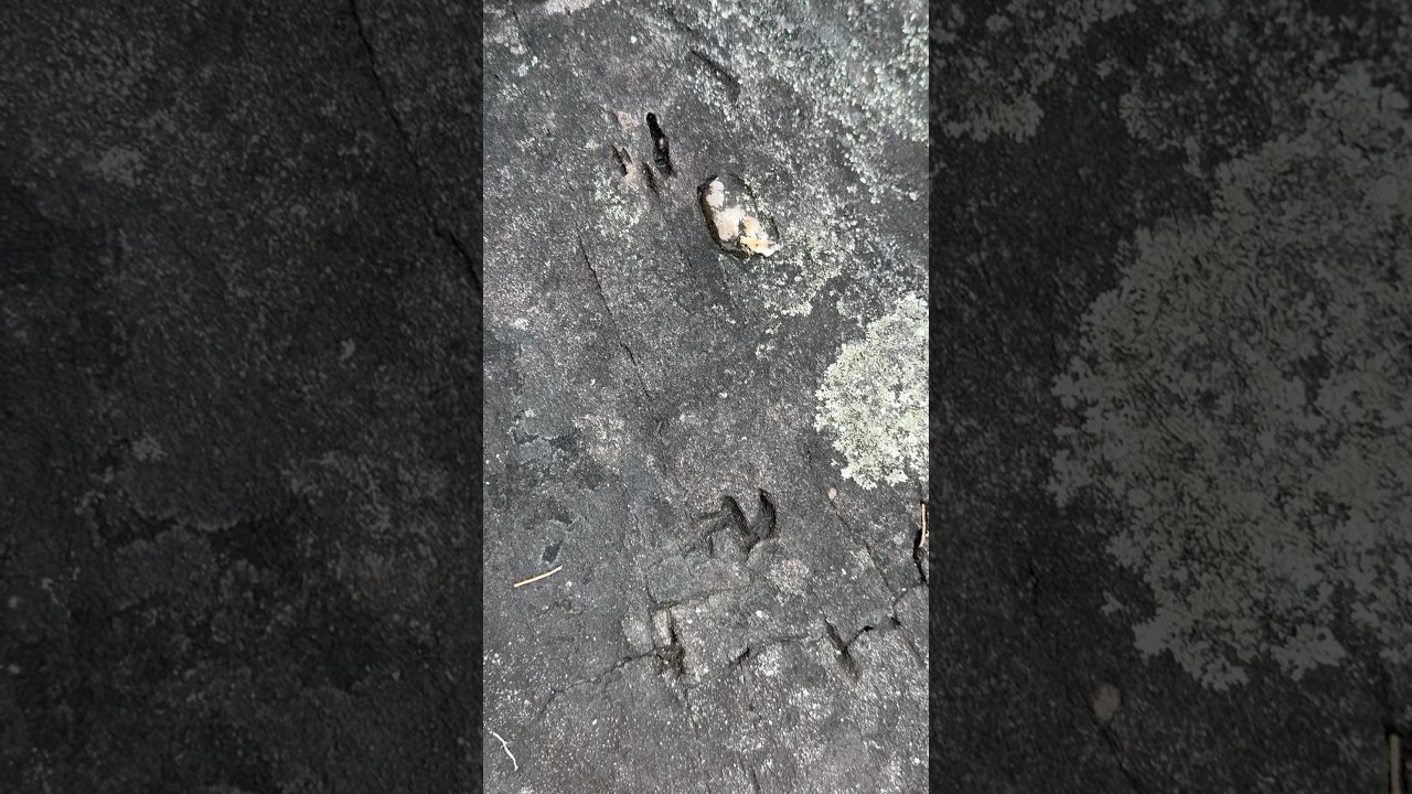 Fossilized animal foot prints in The Blue Mountains 