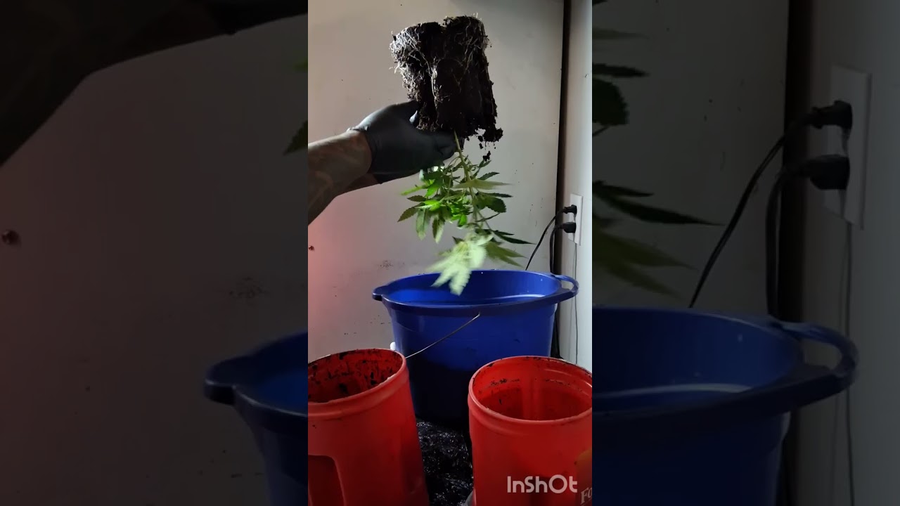 TopoGrow 2x2 Tent Review & Re Potting! Day 30-35