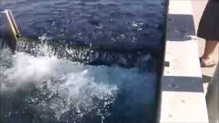 Hmong visits the San Joaquin Fish Hatchery in Friant, CA