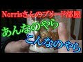 夏への下見&Norrisさんのブリード部屋へ潜入してきました。