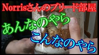 夏への下見&Norrisさんのブリード部屋へ潜入してきました。