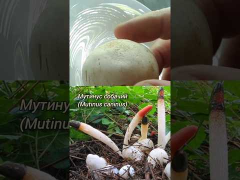 500 грам - гриб Веселка. Висушений в цілому вигляді., видео 5