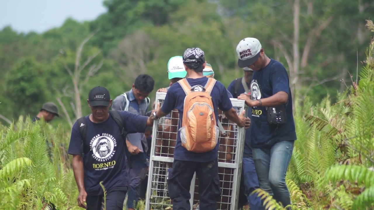 Rimba Raya Biodiversity Reserve