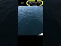 宇和海水深40mでのバーチカルティップランバイト#ティップラン#ディープティップラン