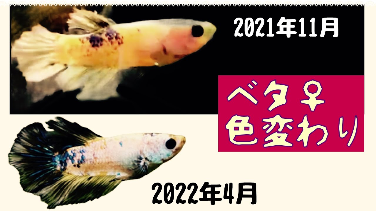 ベタの色変わり ベタプラカット Betta アクアリウム Youtube