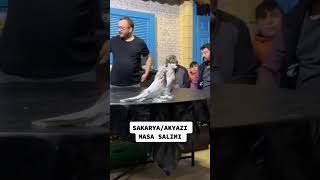 100 Bi̇n Tlli̇k Dev Güverci̇nler Resimi