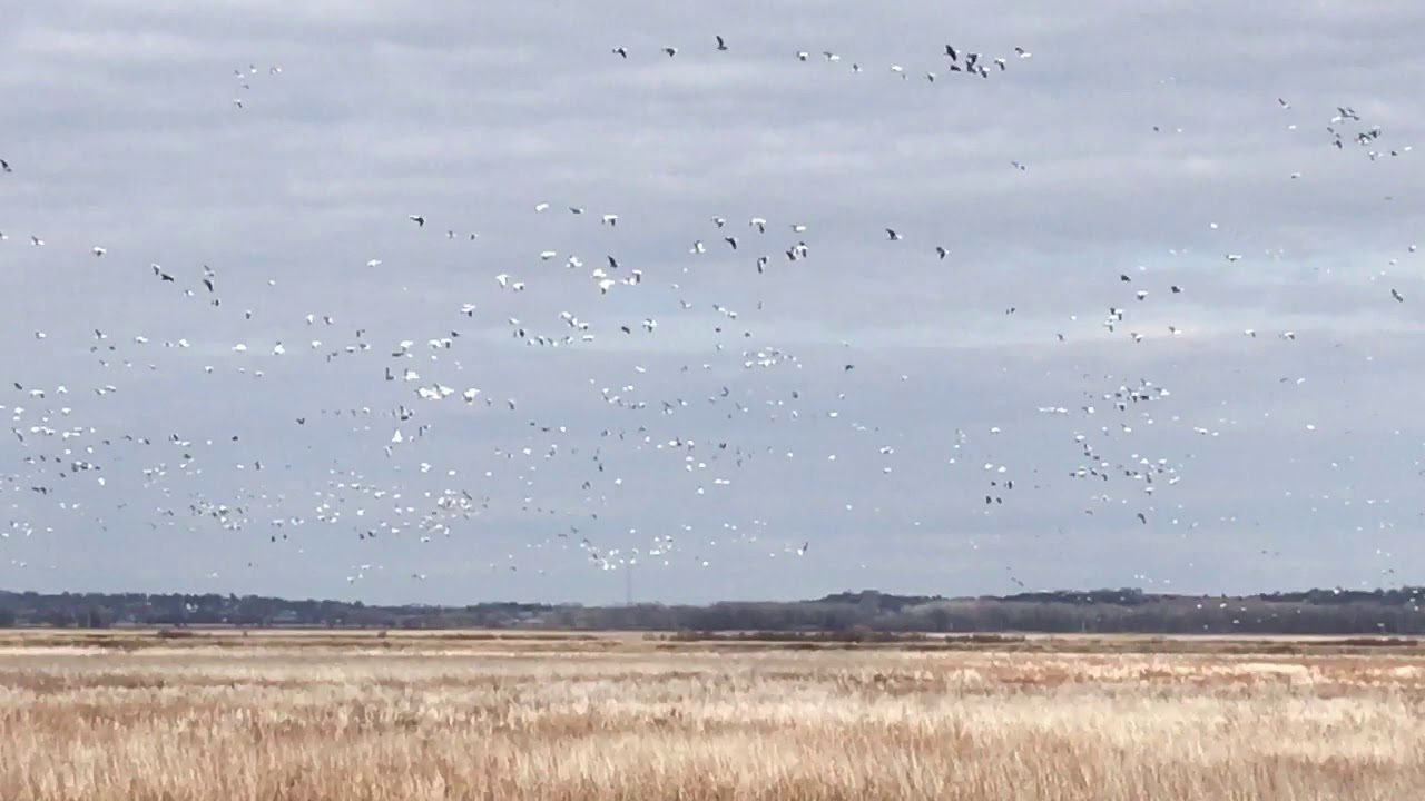 Flocks arriving from north