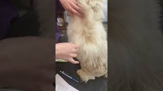 QC pet studies: Assignment 5 Unit D. (The pat and pull method)