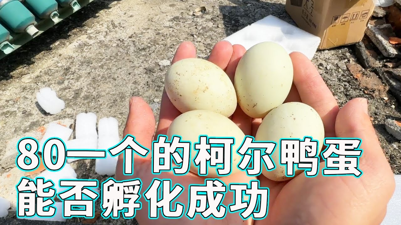 为了测试网上柯尔鸭蛋的买卖真实性，决定自己亲自买几个进行孵化检测，究竟能不能孵化成功快来一起看看吧！【天下一场梦】