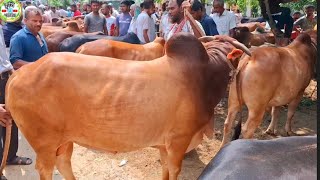 অস্থায়ী খোসালডাঙ্গী হাট সকলে হুড়োহুড়ি, টানাটানি করে গরু কিনছেন!  শাহিওয়াল ষাঁড় গরুর দাম