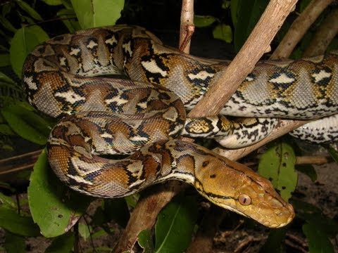 helping my pet snake(Reticulated Python/Jampea Dwarf) catch its prey( failed attemp)