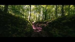 Exploring The Forest - Cinelog 35 V2 -FPV-