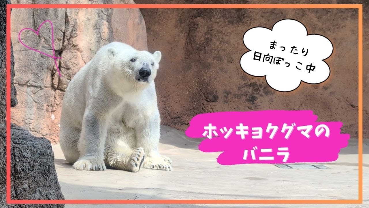 静岡市立日本平動物園】まったり日向ぼっこ中♪ホッキョクグマのバニラ