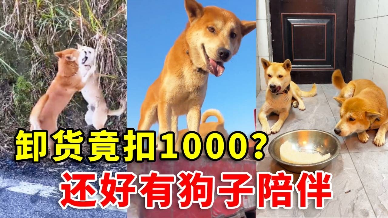 卸货竟扣1000？重卡司机带两只狗狗长途拉货的一天#automobile #老友狗狗 #pets #寵物友善日常 #animals #中华田园犬 #黃狗 #funny