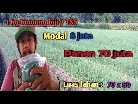 Video: Berapa Berat Bawang Merah? Berat Rata-rata 1 Buah Bawang Bombay. Berapa Banyak Bawang Dalam Satu Kilogram? Berapa Gram Berat Seikat Bawang Hijau?