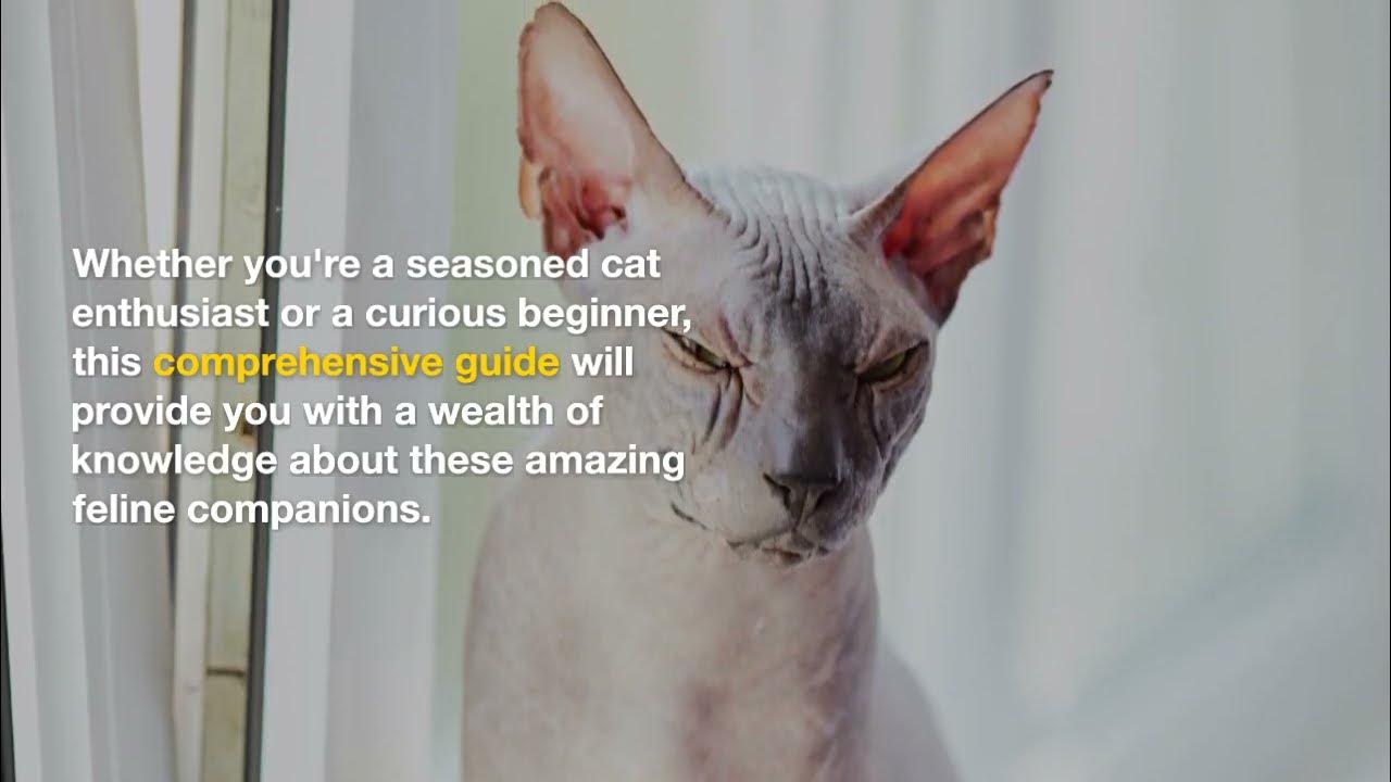 The 5 most popular cat breeds in the world YouTube