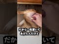 球を回転させる猫に電動マッサージを当てればすごい速さで回転させるはず！ thumbnail