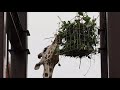 キリン吉田山剪定枝トウネズミモチ食べる20211122/Giraffes eating pruning branches of Mount Yoshida on 22 November 2021.