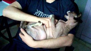 Stroking Maku's belly by Gaby 1,108 views 11 years ago 1 minute, 3 seconds