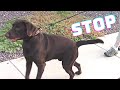 Stop Your Dog from Pulling on the Leash - Calm Your Excited Dog