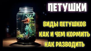 ПЕТУШКИ - Виды петушков - Как и чем кормить - Как разводить - Это должны знать все!