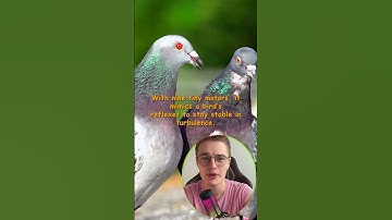 PigeonBot II: The Future of Flight! 🐦✈️