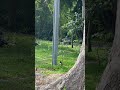 Viral Video 2025 Best Animals Monkey Shorts Viral Video 2025 Best Animals Monkey Shorts