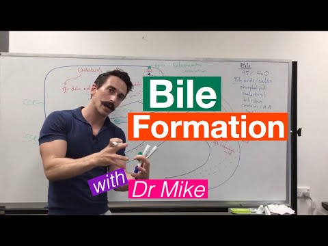 Bile Synthesis and Function
