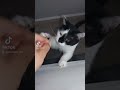 TikTok Video Trend Cat Cats Tiktok Trending Viral Youtubeshorts TikTok Video Trend Cat Cats Tiktok Trending Viral Youtubeshorts