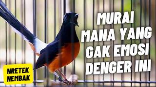 MURAI BATU GACOR FULL ISIAN TEMBAKAN MEWAH KRETEKAN GANAS SANGAT AMPUH MEMANCING MURAI BATU EMOSI