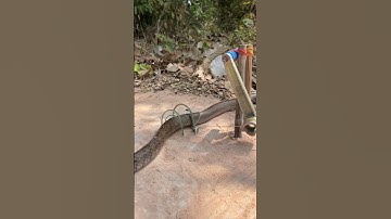 Wow good idea trap snake  #animaltraps #snake #traditionalhunting #cobra #trappingtechniques