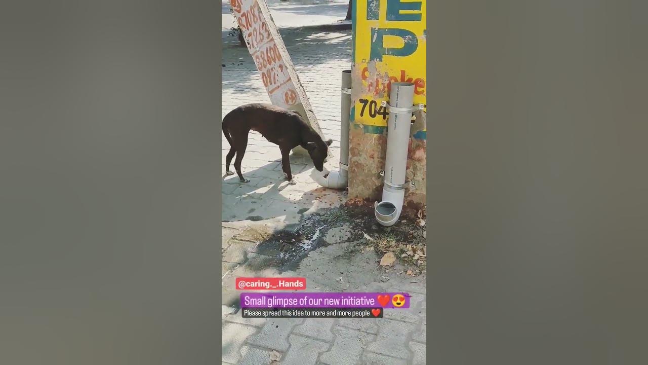 help animal 