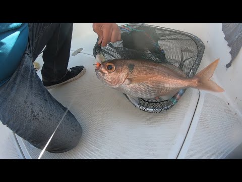 Video: Que Pescar Besugo En Marzo