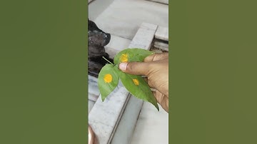 नंदीश्वर को बेलपत्र कहां चढ़ते हैं? #pradeepmishraji #mhadevbhakt #shivmahapurankatha #belpatra